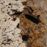 デザイナーズ 大理石ダイニングテーブル エレガントベージュ 天然石天板 高級ラグジュアリーモダン jrjj-6646