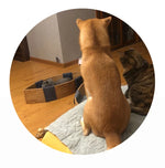 おしゃれな魚型ペットベッド|多層板&綿麻素材で快適な眠りを提供|ネコ・犬用ハンモックタイプ fqr-5122