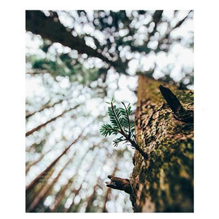 リビングに重厚感を添える|スクエア型×ダークカラーのパイン材ローテーブル hlbjm-2005